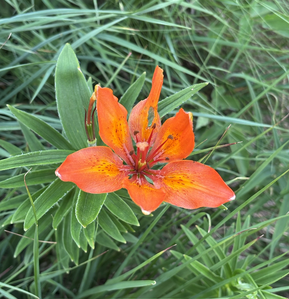 Feuerlilie
