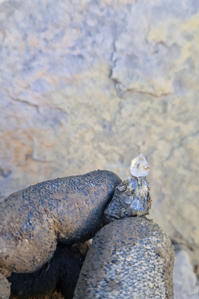 Zepterchen - klein aber fein!