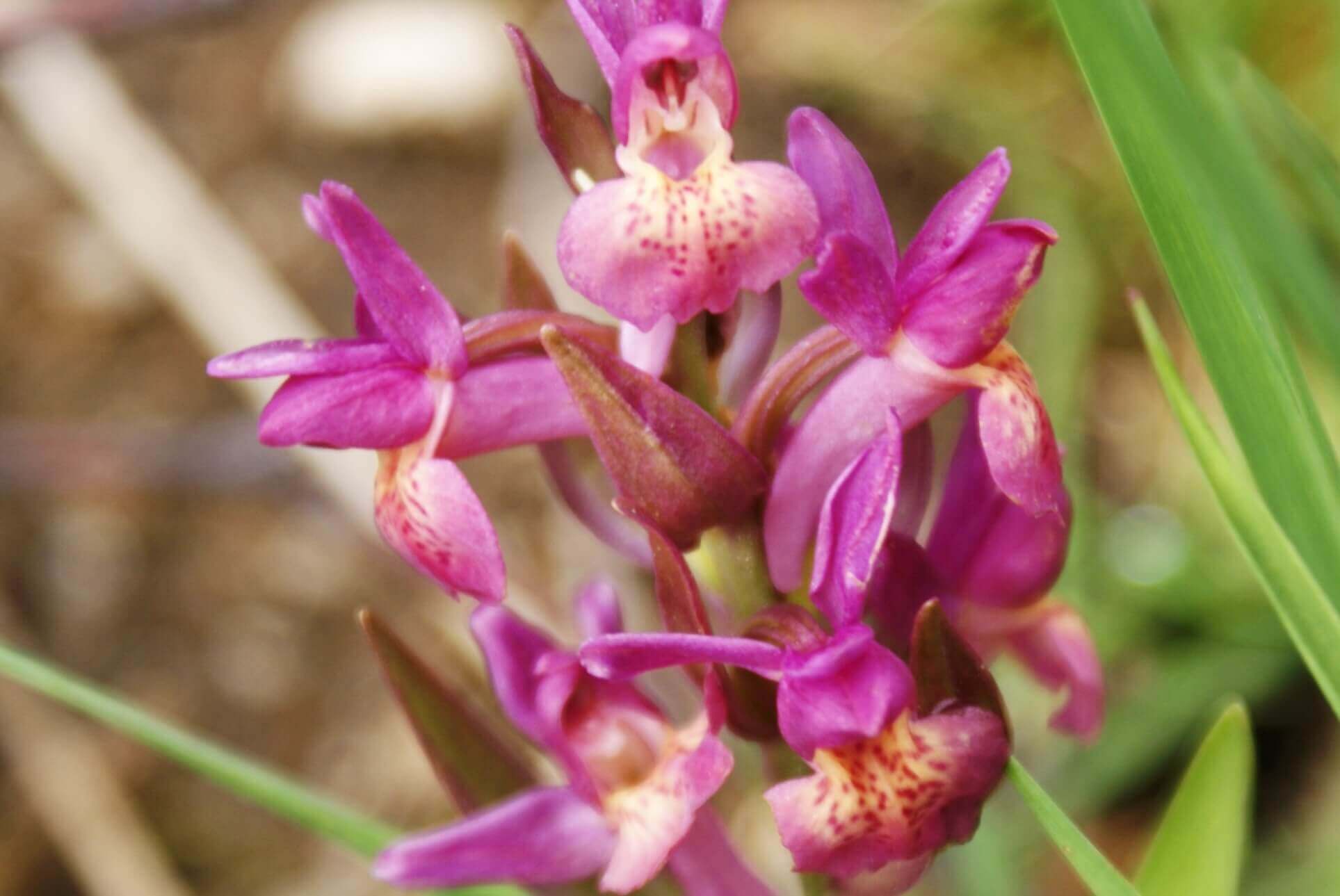 Orchidée-sauvage