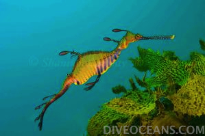 Esperance Leafy Sea Dragon Tour