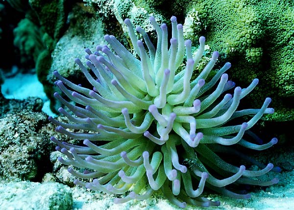 anemona de mar gigante
