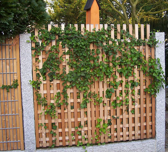 Spaliere als Rankgerüst oder Sichtschutz Ulrich Haakes Gartenvielfalt
