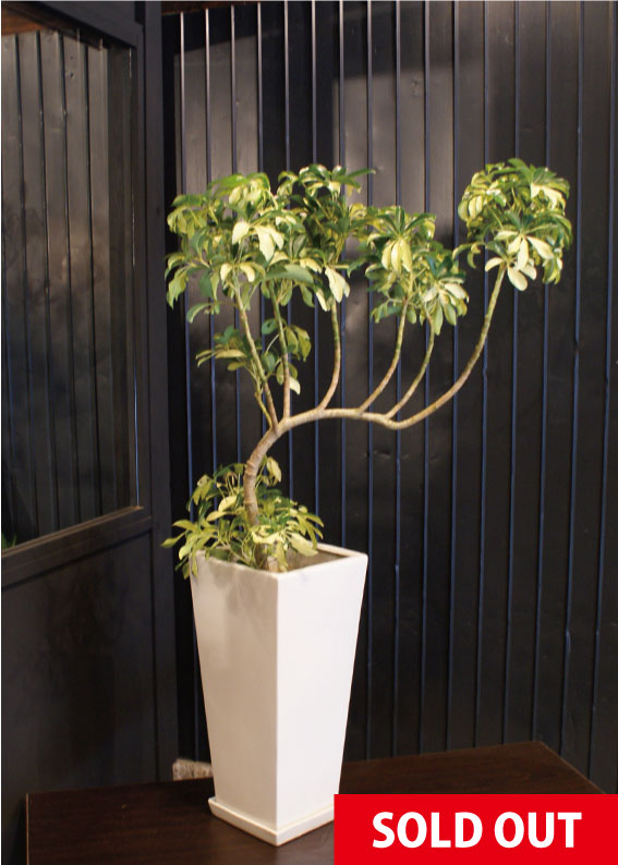 希少 黒入荷！ No.0026】シェフレラ・グランディー 高田馬場・九段下の花屋 - シェフレラ・ カポック