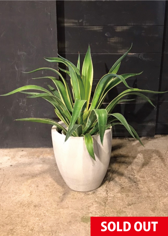 No.0145】アガベ・ベネズエラ - 高田馬場・九段下の花屋シーズン・ハーツ