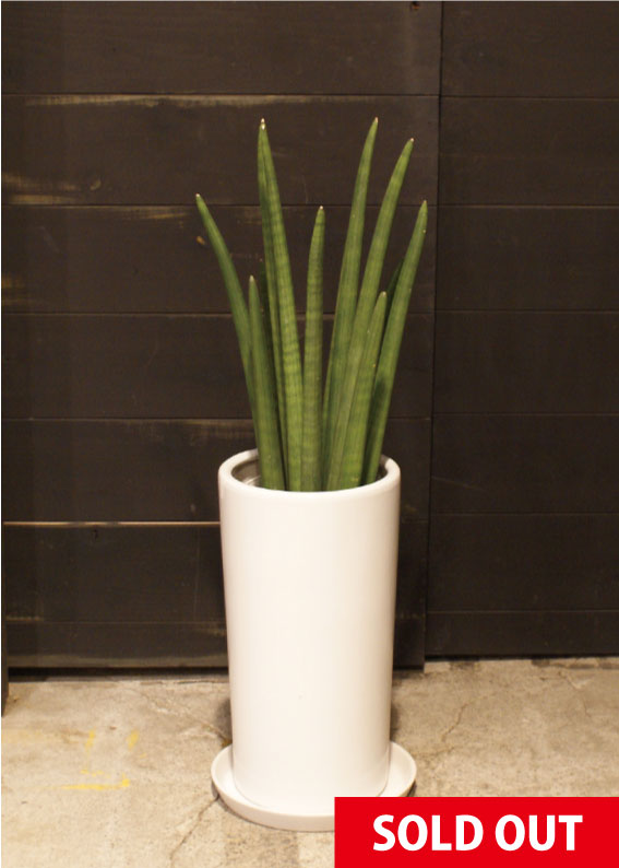Sansevieria stuckyi の 子株: 世界の半分は植物界