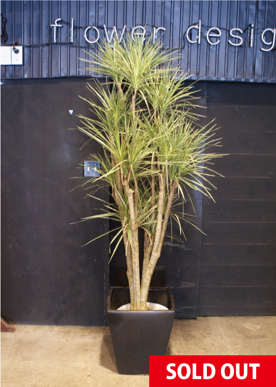 有望 従事した 財布 ドラセナ ホワイ ボリー 傑出した 九 トマト