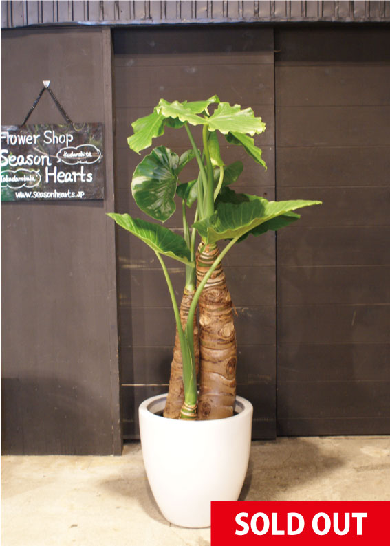 No 0094 クワズイモ 高田馬場 九段下の花屋シーズン ハーツ