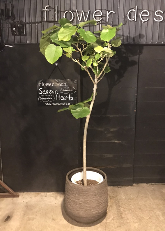 工場直売 商談中】観葉植物 ウンベラータ 193cm その他
