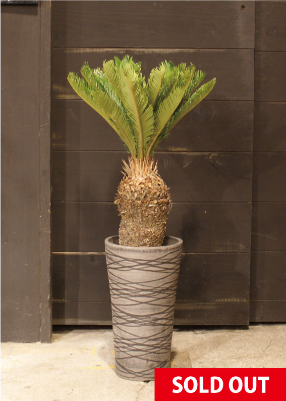 ソテツ 高さ約35cm ソテツ 高さ約35cm