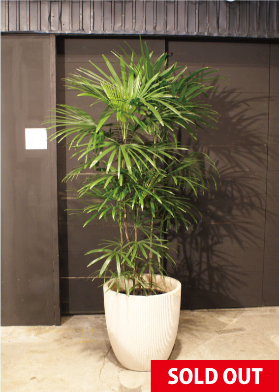 ●光の園 (501K640-34) シュロチク 1.8 送料無料 92398 シュロチク 株分けの通販