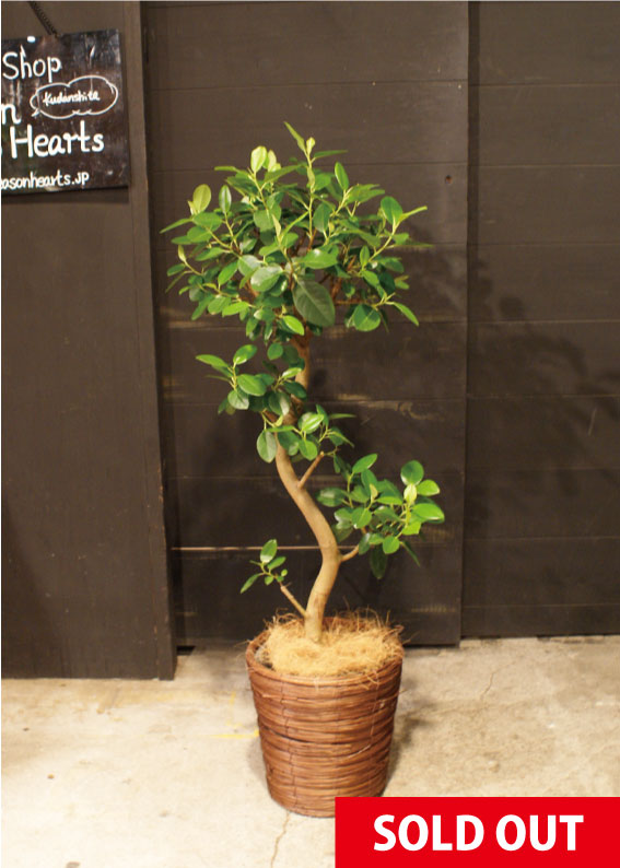 No.0106】フィカス・ルビギノーサ - 高田馬場・九段下の花屋シーズン