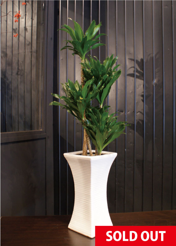 ドラセナ　コンパクタ　鉢皿付き 楽天市場】【選べる現品発送】観葉植物ドラセナ コンパクタ 陶器鉢 白