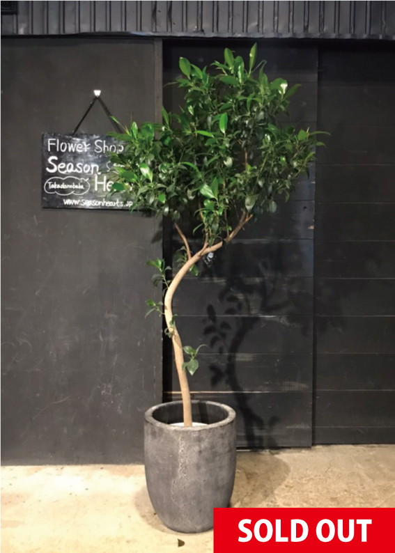 希少】フィカス ジャンボリーフ 曲がり 幹太 なぞっ 観葉植物