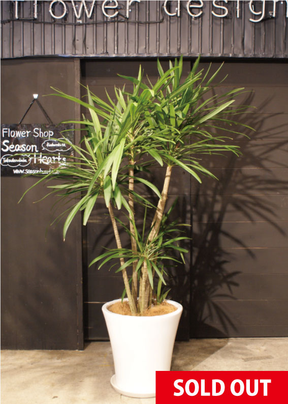 No.0070】ドラセナ・コルジリネ ストリクタ - 高田馬場・九段下の花屋