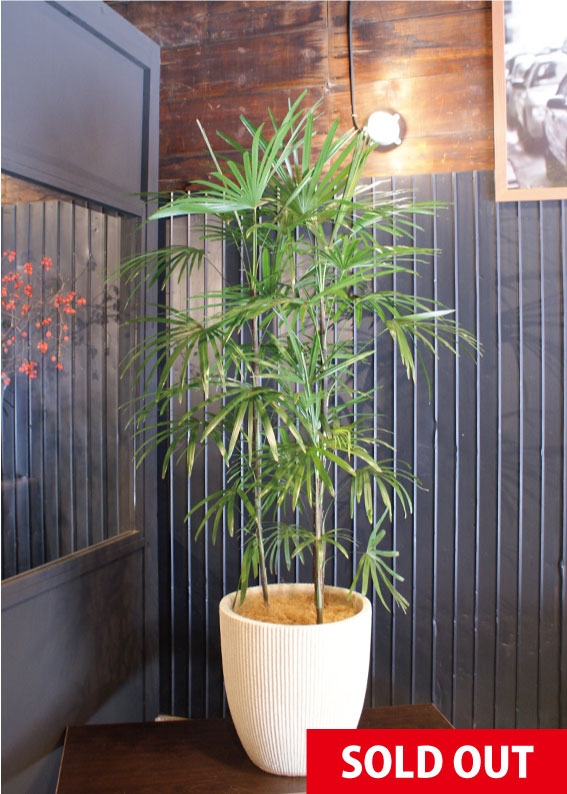 No.0024】シュロチク - 高田馬場・九段下の花屋シーズン・ハーツ
