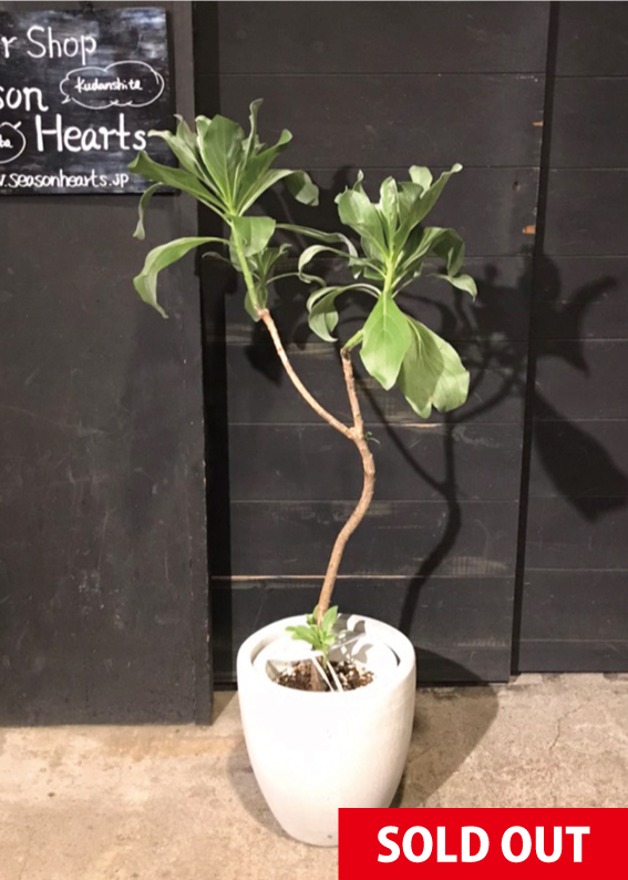 No.0156】モンパの木 - 高田馬場・九段下の花屋シーズン・ハーツ