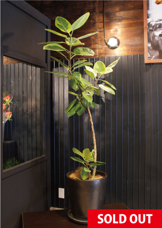 No.0025】フィカス・アルテシマ - 高田馬場・九段下の花屋