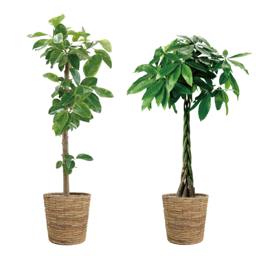 観葉植物