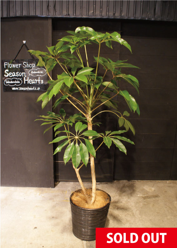 ツピダンサス ツピダンサス 観葉植物