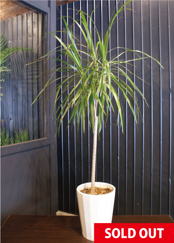 No.0009】ドラセナ・コンシンネ - 高田馬場・九段下の花屋シーズン・ハーツ