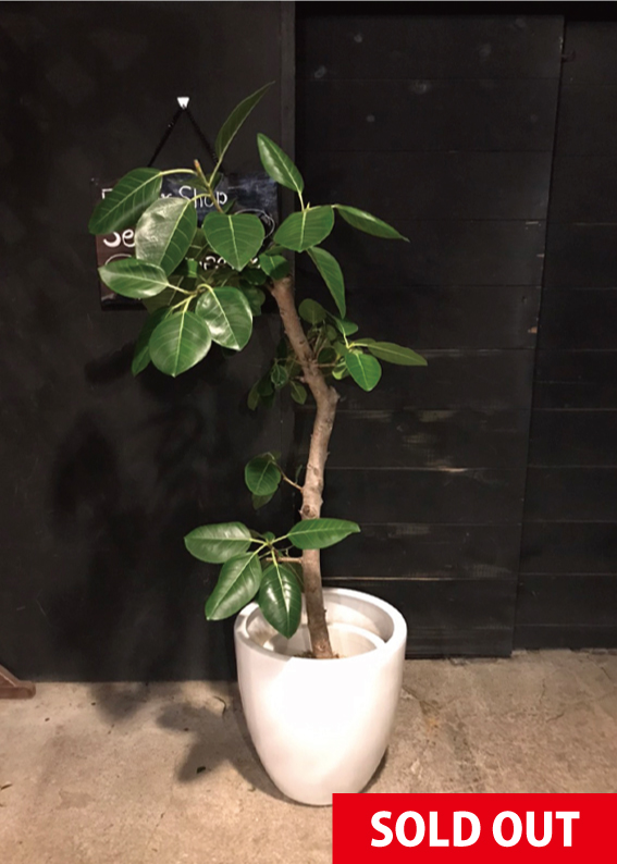 No.0182】フィカス・ベンガレンシス - 高田馬場・九段下の花屋