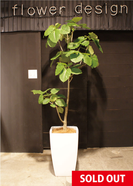 フィカス ウンベラータ 180cm 10号 直線　かご付き　現地取引　長野県 観葉植物 フィカス ウンベラータ 10号 曲がり FiberCray