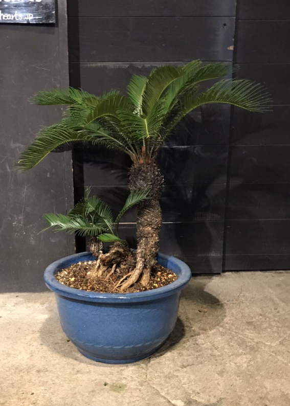 盆栽ソテツ