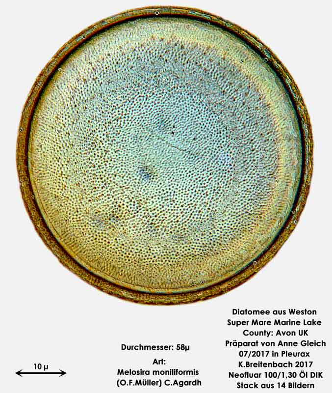 Bild 15 Diatomeen aus Weston Super Mare, UK Art: Melosira moniliformis (O.F.Müller) C.Agardh