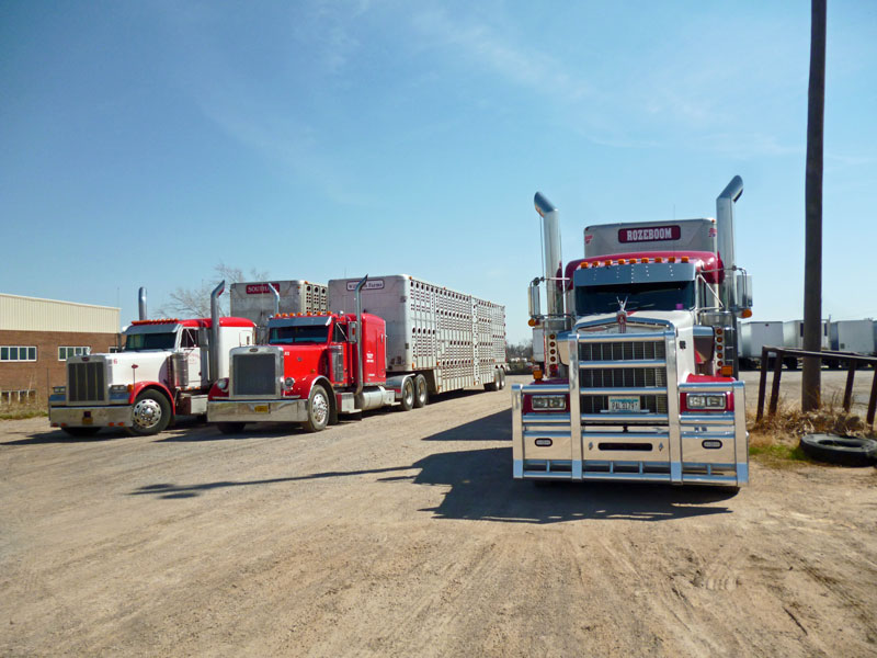 Bild 12 Truck auf dem Stockyard Gelände