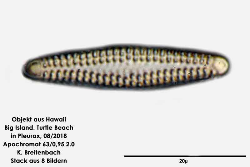 Bild 68 Diatomee aus Hawaii, Big Island, Turtle Beach. Gattung: Opephora spp