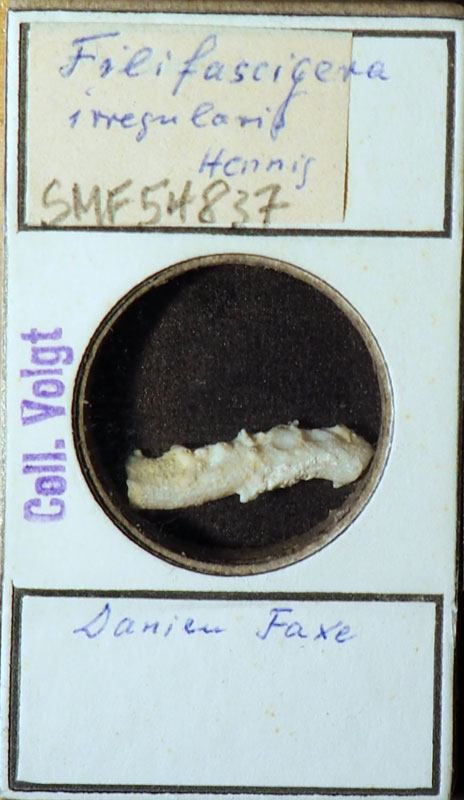 Senckenberg, Bryozoa, Bryozoen, Moostierchen, Sammlung Voigt