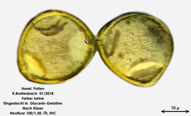 Bild 15 Hasel-Pollen ungefärbt in Glycerin-Gelatine nach Kisser 1000 fach vergrößert