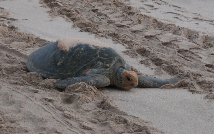 Bild 20 Schildkröte am Strand