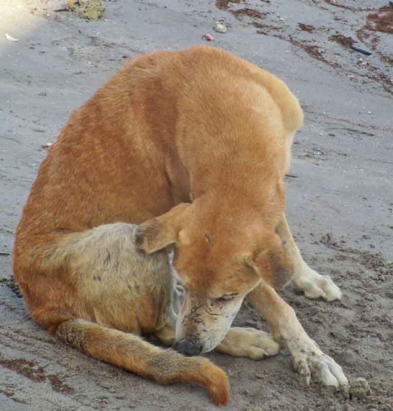 Bild 24 Hund in der Schiffswerft in Sur.