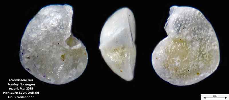 Bild 13 Foraminifere aus Radoy, Norwegen. Art: Cibicides lobatulus (Walker & Jacob, 1798)