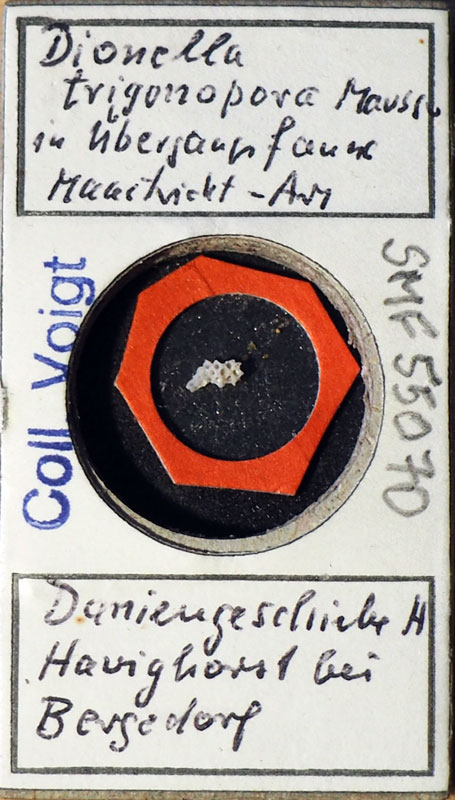 Senckenberg, Bryozoa, Bryozoen, Moostierchen, Sammlung Voigt