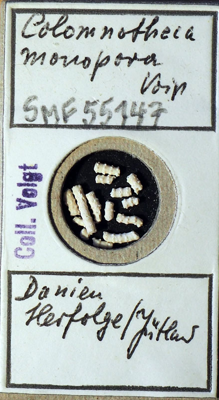 Senckenberg, Bryozoa, Bryozoen, Moostierchen, Sammlung Voigt