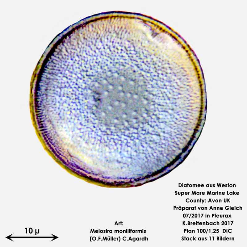 Bild 12 Diatomeen aus Weston Super Mare, UK Art: Melosira moniliformis (O.F.Müller) C.Agardh