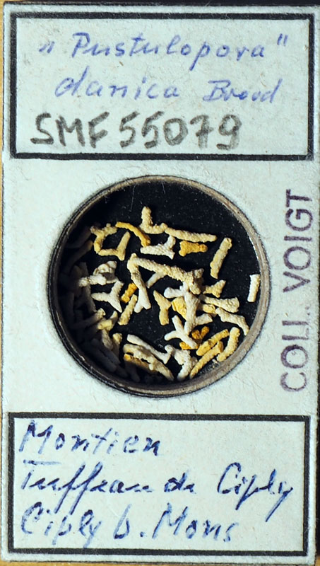 Senckenberg, Bryozoa, Bryozoen, Moostierchen, Sammlung Voigt