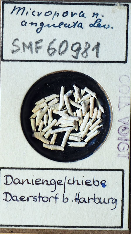 Senckenberg, Bryozoa, Bryozoen, Moostierchen, Sammlung Voigt