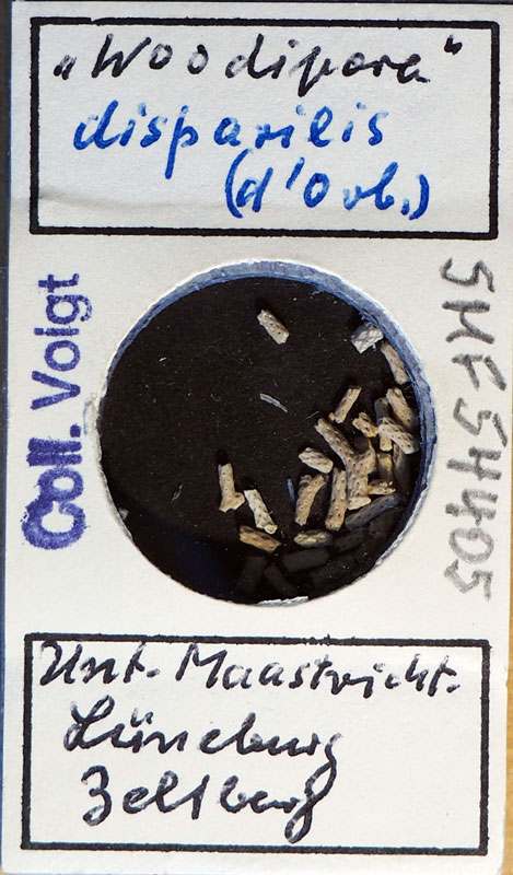 Senckenberg, Bryozoa, Bryozoen, Moostierchen, Sammlung Voigt