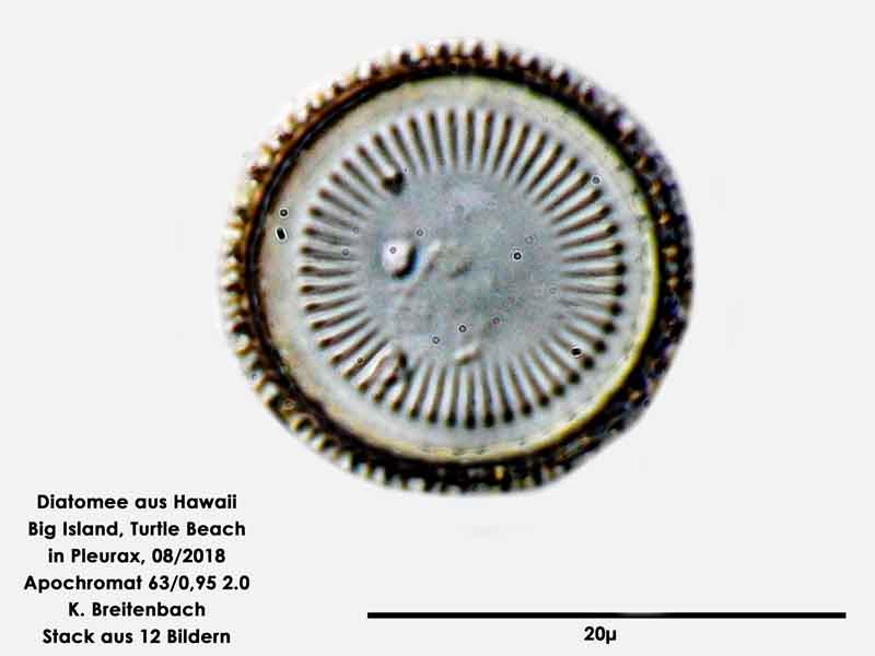 Bild 101 Diatomee aus Hawaii, Big Island, Turtle Beach. Gattung: konnte von mir nicht bestimmt werden