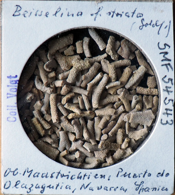 Senckenberg, Bryozoa, Bryozoen, Moostierchen, Sammlung Voigt