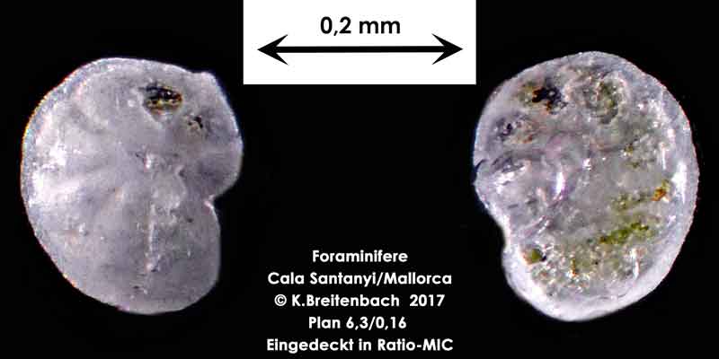 Bild 29 Foraminifere aus Mallorca Cala Santanyi, Art: konnte von mir nicht bestimmt werden