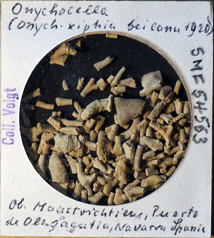 Senckenberg, Bryozoa, Bryozoen, Moostierchen, Sammlung Voigt