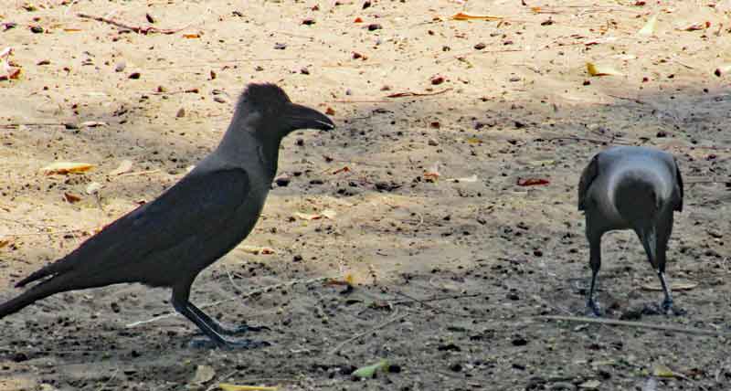 Bild 14 Krähen im Qurum Park in Muscat