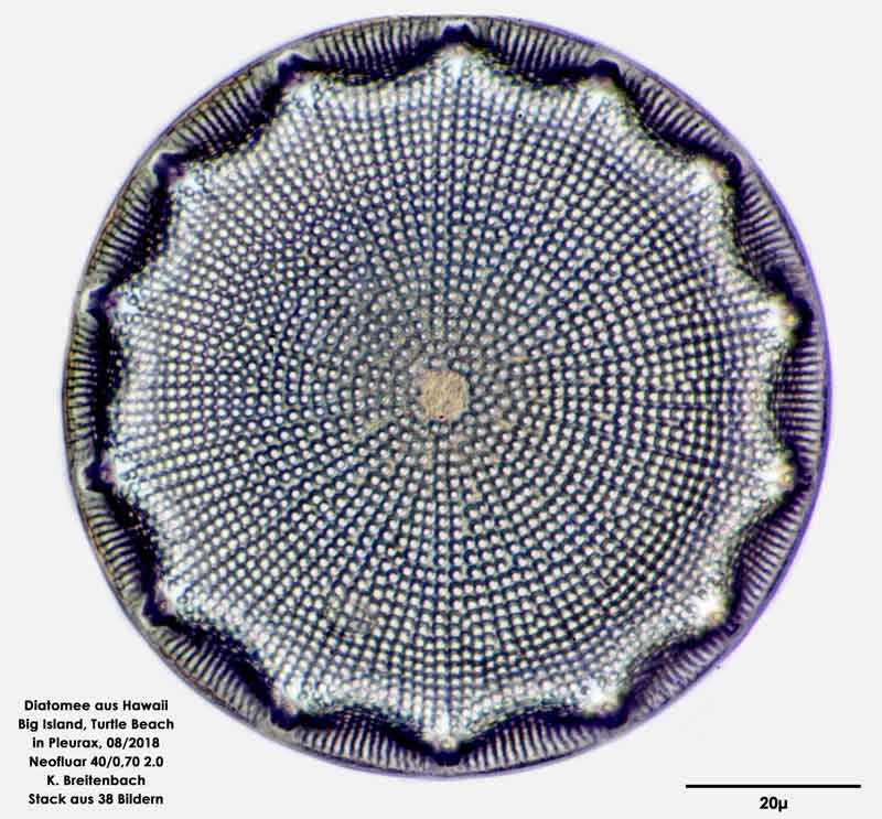 Bild 17 Diatomee aus Hawaii, Big Island, Turtle Beach. Art: Aulacodiscus orientalis Greville 1864