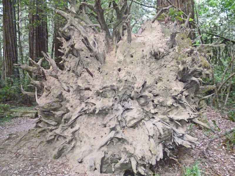 Bild 29 Umgefallener Redwood auf dem Hiouchi Trail