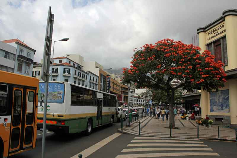 Bild 42 In den Straßen von Funchal