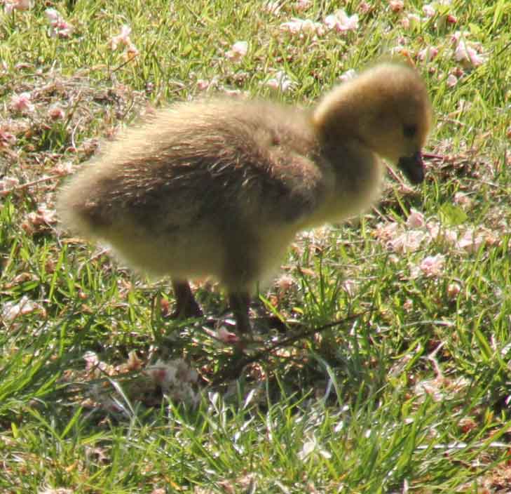 Bild 11 Gänse am Weg entlang des Hauptkanals